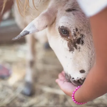 Senia Tucan Lloret de Mar