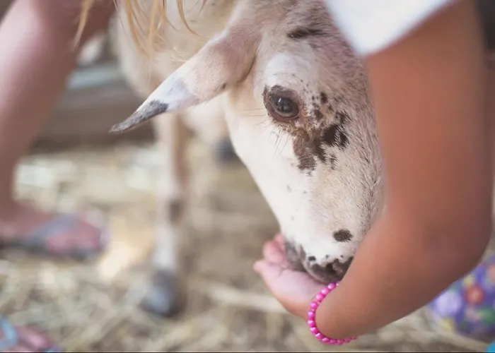 Senia Tucan Lloret de Mar